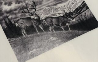 Mule deer pencil art print Fine art print of a mule deer pencil drawing